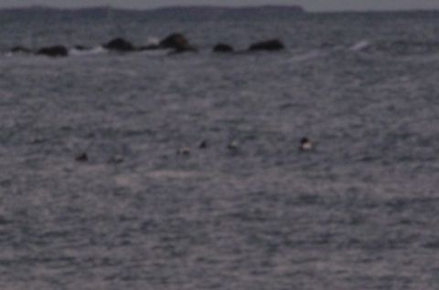 1989 Ford F-150 - A group of ducks are visible on the water, with rocks and a faint landmass in the background.