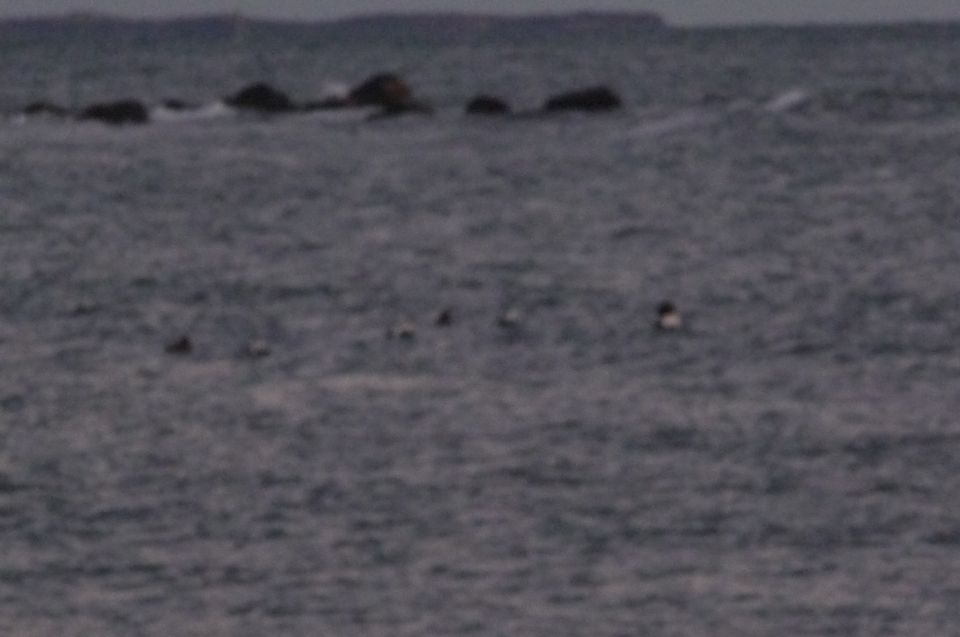 Ducks swimming on choppy water near rocks and a distant shoreline