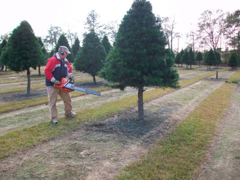 1983 Ford F-250 - A man prepares to cut a Christmas tree with a chainsaw in a farm field.