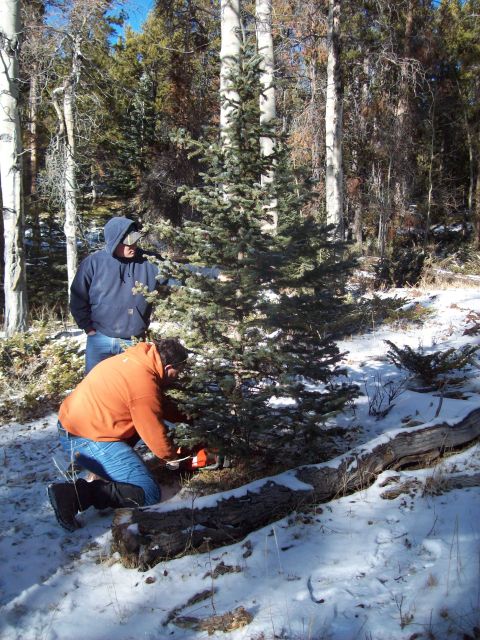 1985 Ford Bronco - Two men are in a snowy forest, one using a chainsaw to cut down a small evergreen tree.