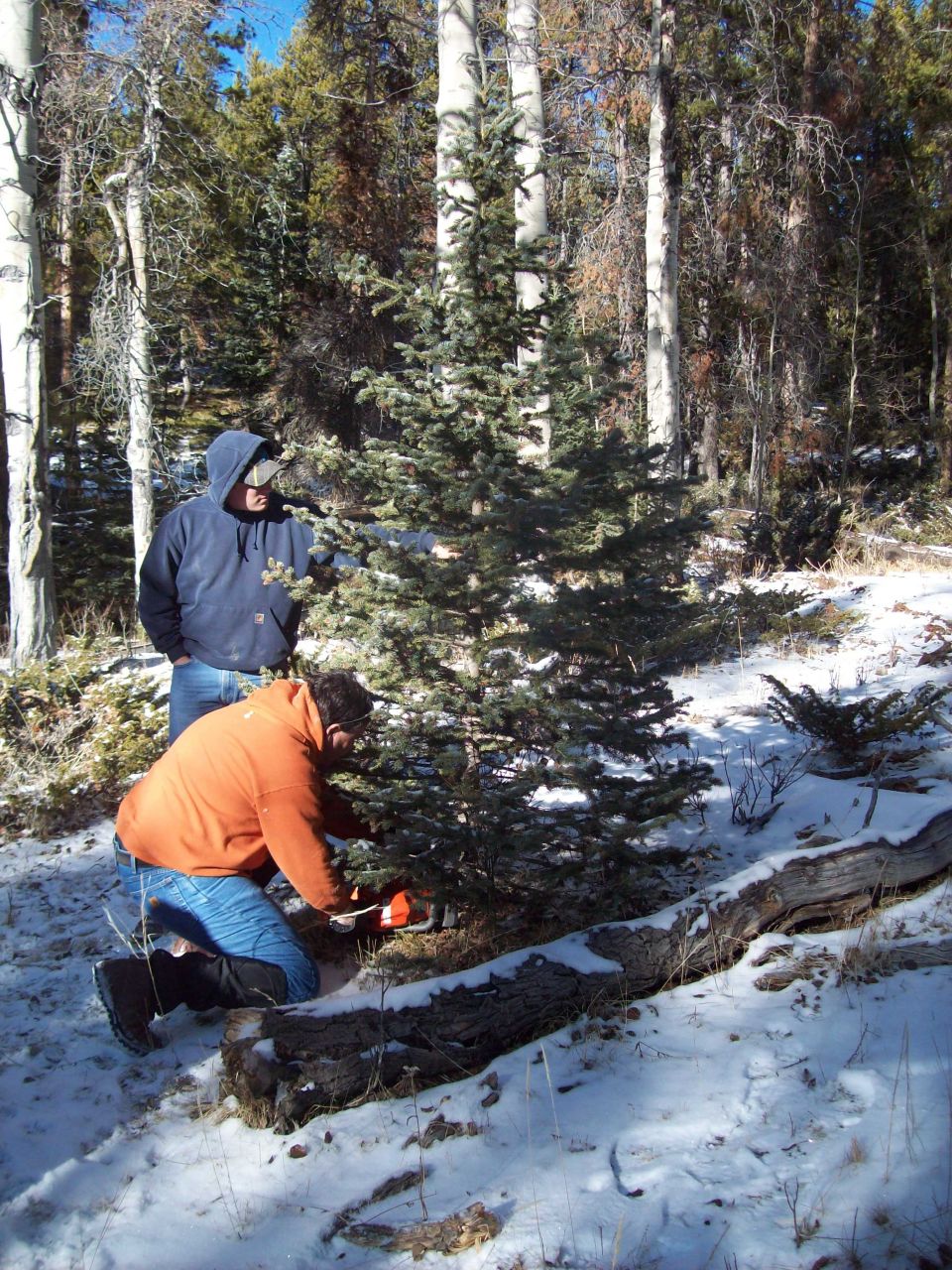 Two men in a snowy forest cutting a small evergreen tree with a chainsaw