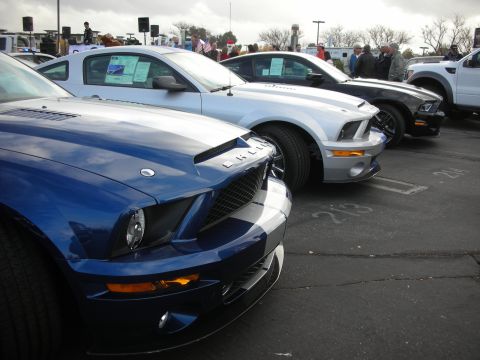 1998 Ford Crown Victoria - Several Ford Mustangs are lined up, with a blue Shelby GT500 in the foreground.