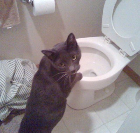 2006 Ford E350 - Ellie getting ready to drink out of, of all places, the toilet.