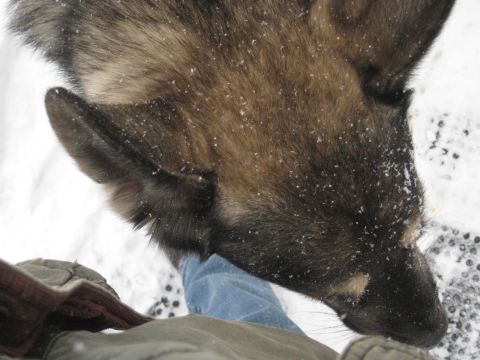 1978 Ford Bronco - A dog stands in the snow, its fur dusted with snowflakes.