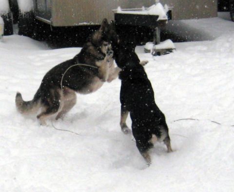 1978 Ford Bronco - Two dogs engage in playful activity amidst a snowy outdoor environment.