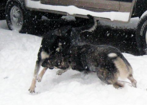1978 Ford Bronco - Two dogs are playing together in a snowy environment, with a vehicle partially visible in the background.