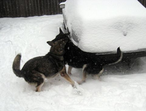 1978 Ford Bronco - Two dogs are playing in the snow next to a vehicle partially covered in snow.