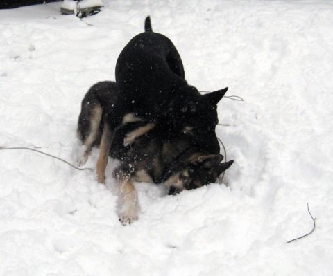 1978 Ford Bronco - Two dogs are wrestling and playing in a snowy field.