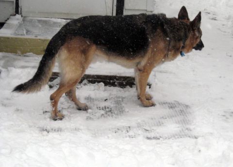 1978 Ford Bronco - German shepherd dog stands in the snow near a doorway.