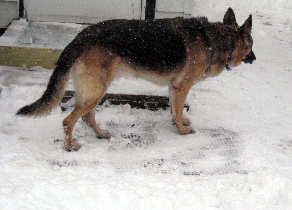 German shepherd standing in snow