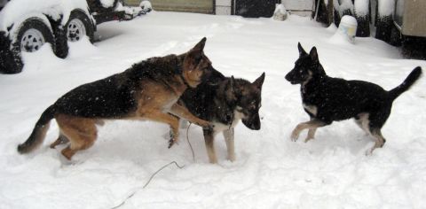 1978 Ford Bronco - Three dogs are playing together in a snowy yard, with vehicles partially visible in the background.