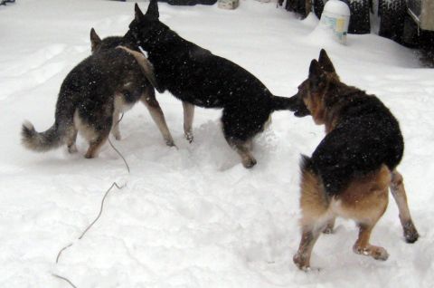 1978 Ford Bronco - Three German Shepherd dogs play together in a snow-covered yard during a snowfall.