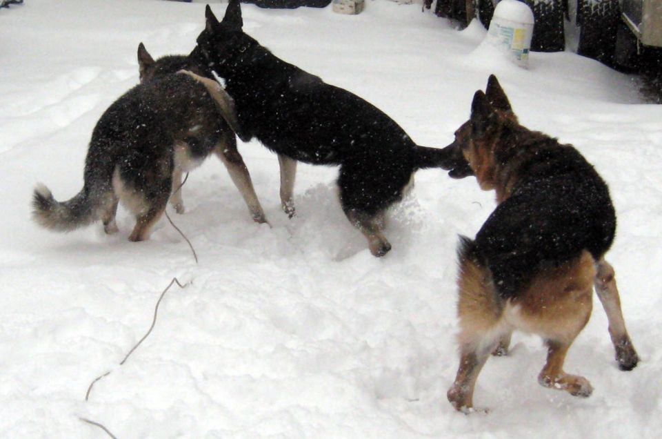 Three German Shepherd dogs in a snowy yard, one black, one tan and black, and one gray and black, interacting