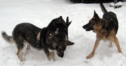 1978 Ford Bronco - Several dogs engage in playful wrestling and interaction amidst a snowy landscape.