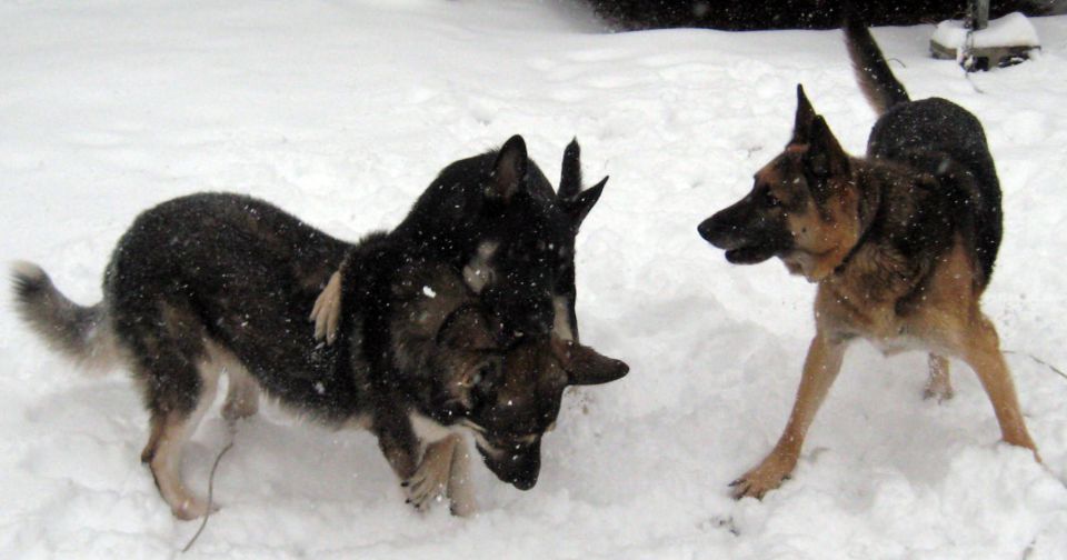 Three dogs play in the snow, two wrestling and one watching