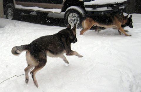 1978 Ford Bronco - Dogs play in the snow near a vehicle, with snowflakes falling.