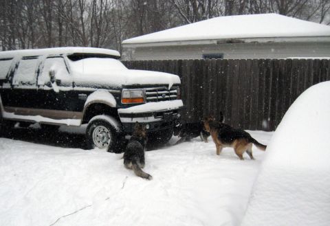 1978 Ford Bronco - Dogs are playing in the snow around a large Ford truck.