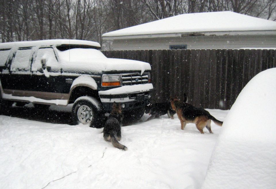 Ford truck covered in snow with dogs playing around it