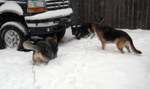 1978 Ford Bronco - Three dogs interact in the snow near the front of a dark truck.