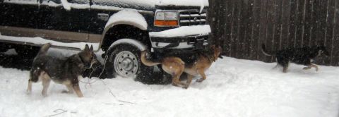 1978 Ford Bronco - Three dogs frolic in the snow near the front of a dark SUV during a snowfall.