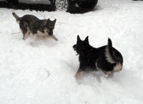 1978 Ford Bronco - Two dogs are playing in the snow, with a vehicle wheel visible in the upper background.