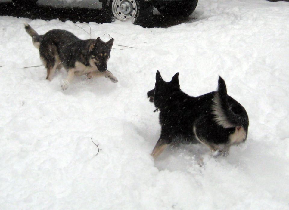 Two dogs playing in a snowy field with a vehicle wheel visible in the background