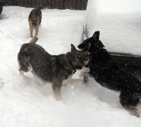 1978 Ford Bronco - Dogs are having fun playing in the snow next to a vehicle.