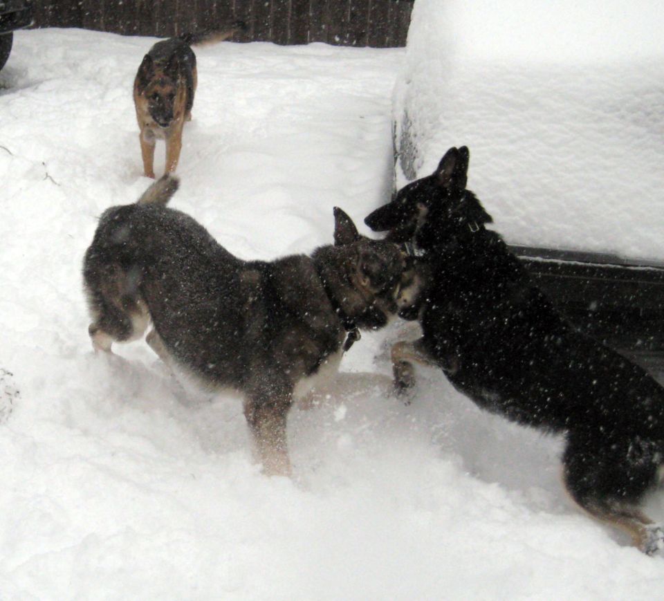 Three dogs are playing in the snow near a car