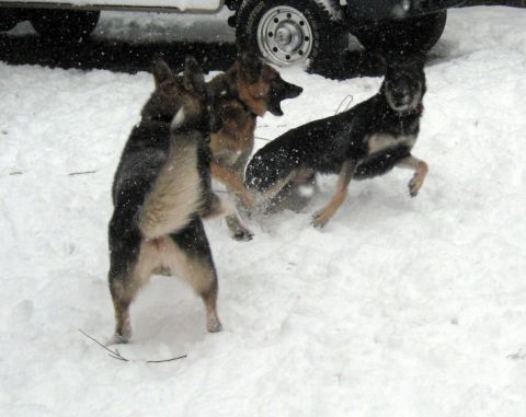 1978 Ford Bronco - Three dogs interact in a snowy environment next to a portion of a white vehicle.