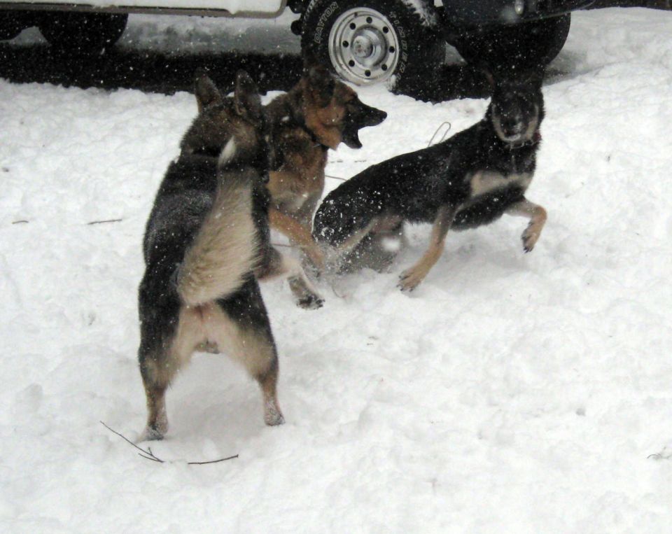 Dogs playing in snow near a white truck with a silver rim wheel