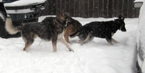 1978 Ford Bronco - Three dogs frolic in the snow, partially obscured by vehicles and falling snow.