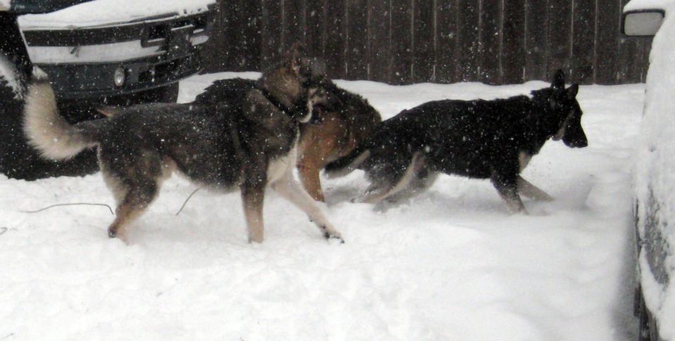 Three dogs in snow near vehicles