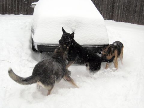 1978 Ford Bronco - Dogs frolic in a winter wonderland, partially obscuring a snow-covered vehicle.
