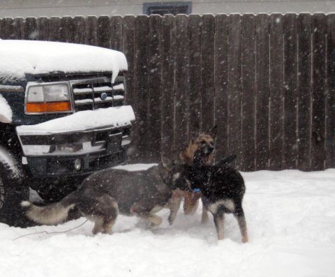 1978 Ford Bronco - Dogs frolic in a snowy yard next to a snow-covered vehicle.