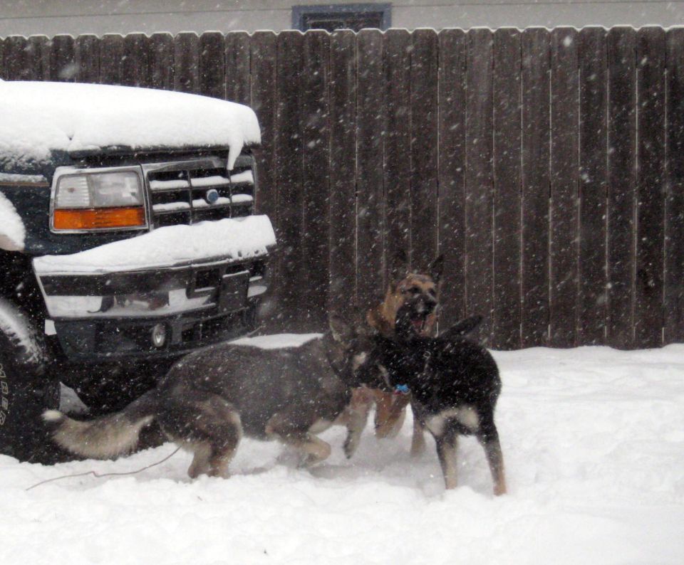 Three German Shepherds play in the snow next to a dark-colored truck covered in snow