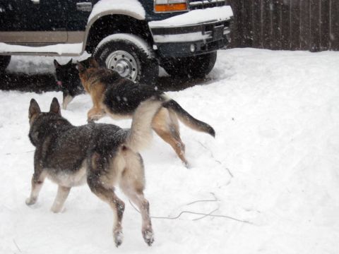 1978 Ford Bronco - Three dogs frolic in the snow near the front of a dark truck.