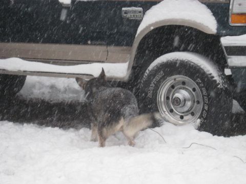 1978 Ford Bronco - A dog stands in the snow next to the side of a truck during a snowfall.