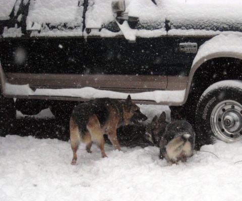 1978 Ford Bronco - Several German Shepherds are gathered in the snow near the side of a vehicle during a snowfall.