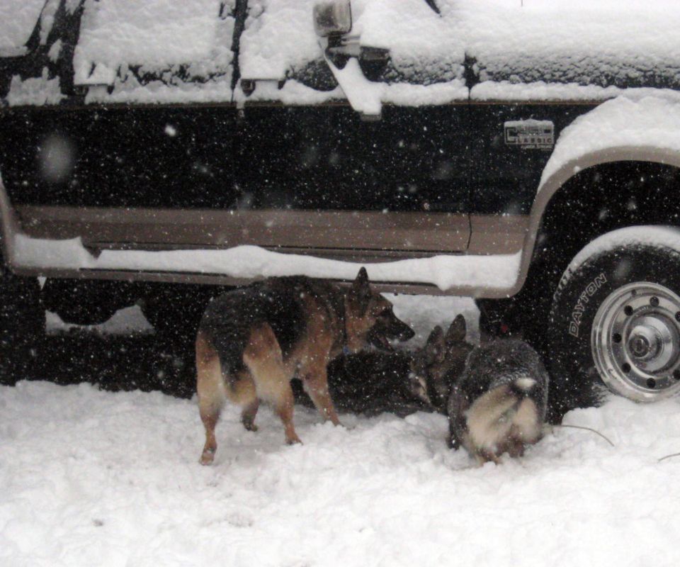 German Shepherds in snow near the side of a dark-colored vehicle with a brown stripe