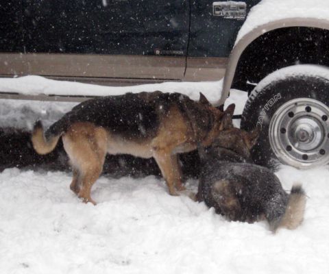 1978 Ford Bronco - Two dogs are playing in the snow next to a dark green truck.