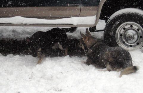 1978 Ford Bronco - Two dogs play in the snow near the wheel and lower body of a dark-colored vehicle.