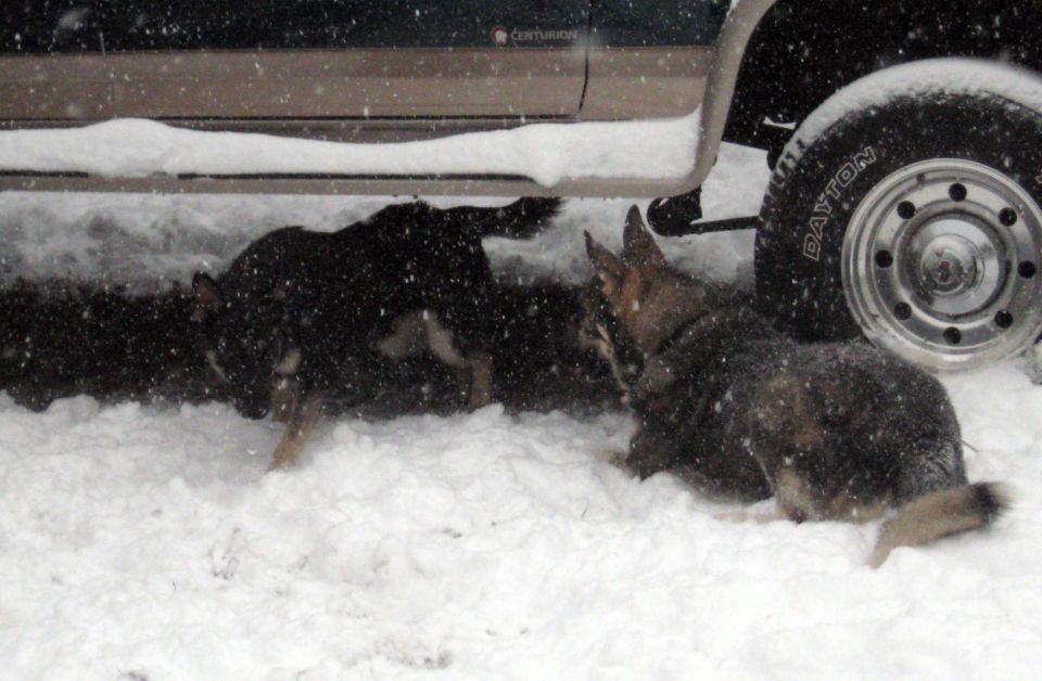 Two dogs in snow near a dark vehicle's wheel and undercarriage