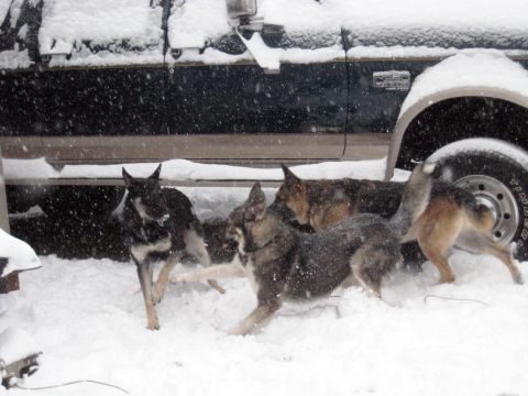 1978 Ford Bronco - Several dogs frolic in a snowy landscape beside the side of a dark-colored truck.