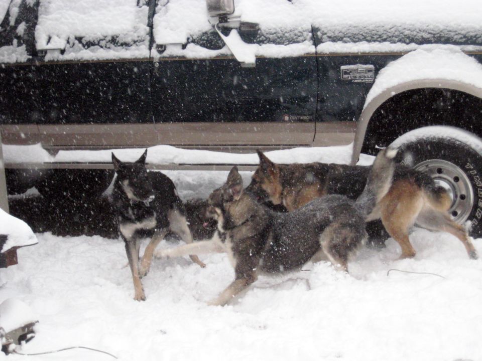 Dogs playing in snow next to a dark truck's side