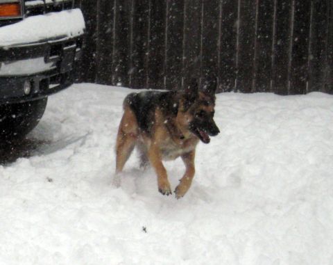 1978 Ford Bronco - A German Shepherd dog plays in the snow next to a vehicle.