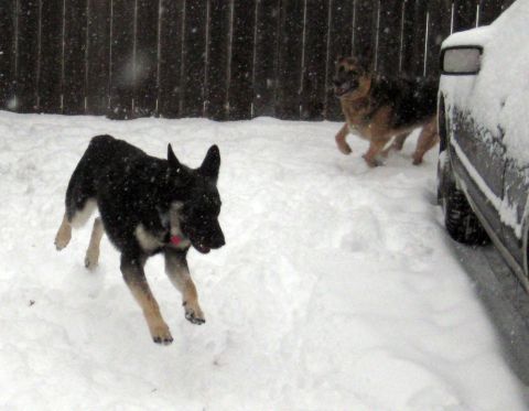 1978 Ford Bronco - Two dogs play in a snowy yard during a snowfall.