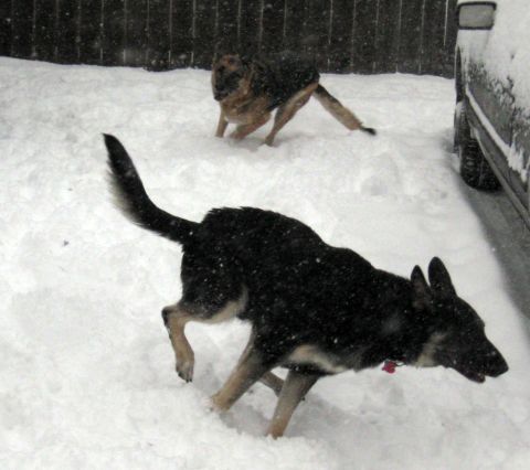 1978 Ford Bronco - Two German Shepherd dogs play in the snow near a white vehicle.
