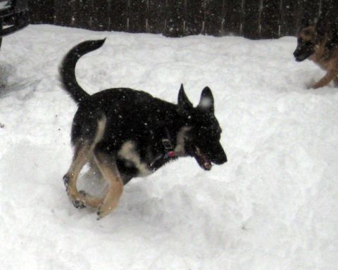 1978 Ford Bronco - Two German Shepherds enjoy a snowy day, with one in the foreground and another in the background.