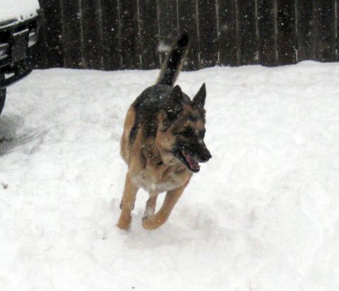1978 Ford Bronco - A German Shepherd dog runs through the snow, with a dark fence and a vehicle visible in the background.