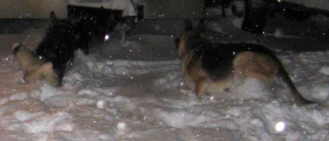1978 Ford Bronco - Two German Shepherds are playing in the snow during the nighttime.